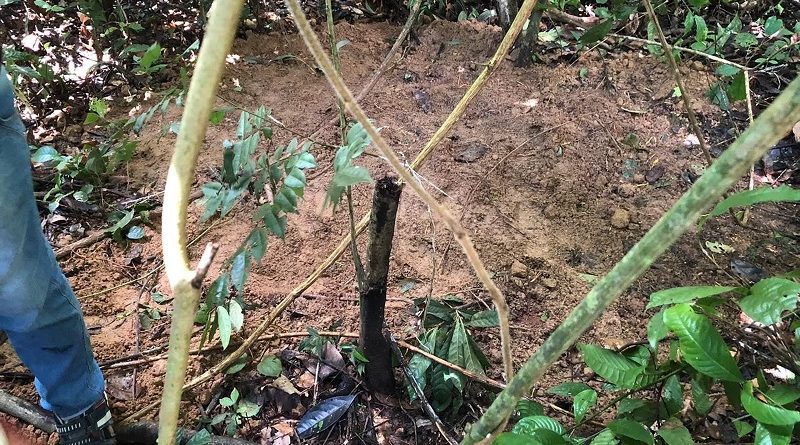 Corpos de mãe e filha são encontrados em Altamira — Foto: Divulgação / Polícia Civil