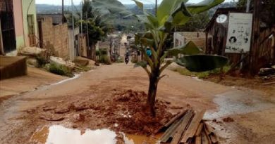 bananeira-altamira 1