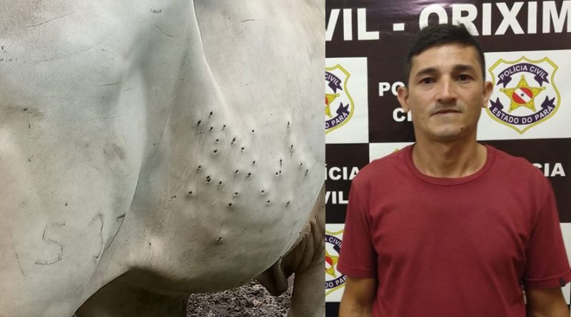 destaque-588166-atirador-boi