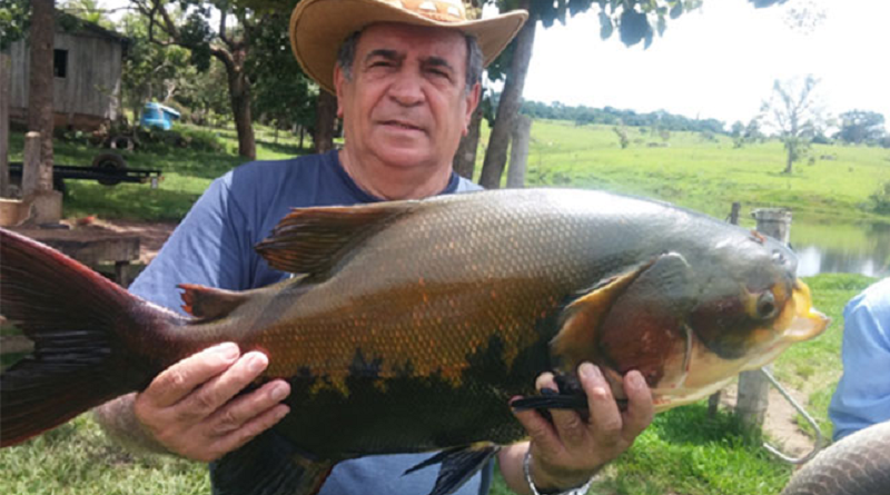 tirar espinnha tambaqui