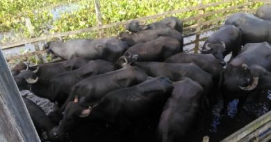 Gado foi furtado na comunidade Chicaia — Foto: Polícia Militar/Divulgação