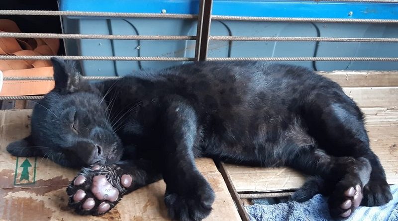 Filhote foi encaminhado para hospital veterinário e passará por tratamento antes de ser solto novamente. — Foto: Sema-MT/Assessoria