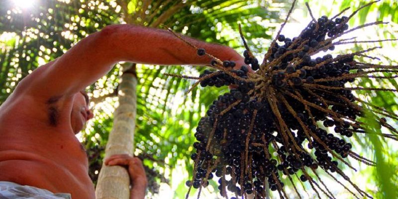 Apanhador-de-Acai-Igor-Mota