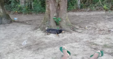 cachorro e dono morrem por raio