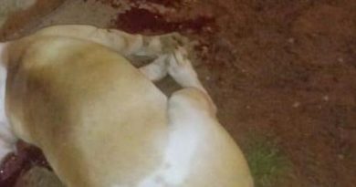 cachorro-morto-por-PM