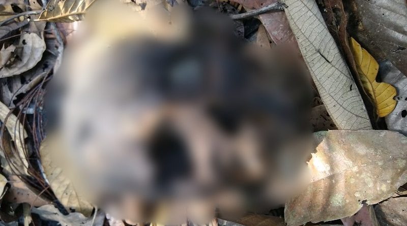 O crânio humano  foi encontrado no sábado dia 14 de Setembro de 2019,  estava na fazenda onde o fazendeiro desapareceu, na vicinal Marajoara, não foi possível identificar o sexo, estava carbonizado com sinais de disparo de arma de fogo. A policia acredita que  a vítima foi executada e posteriormente teve seu corpo carbonizado, sendo utilizados pneus de veículo.