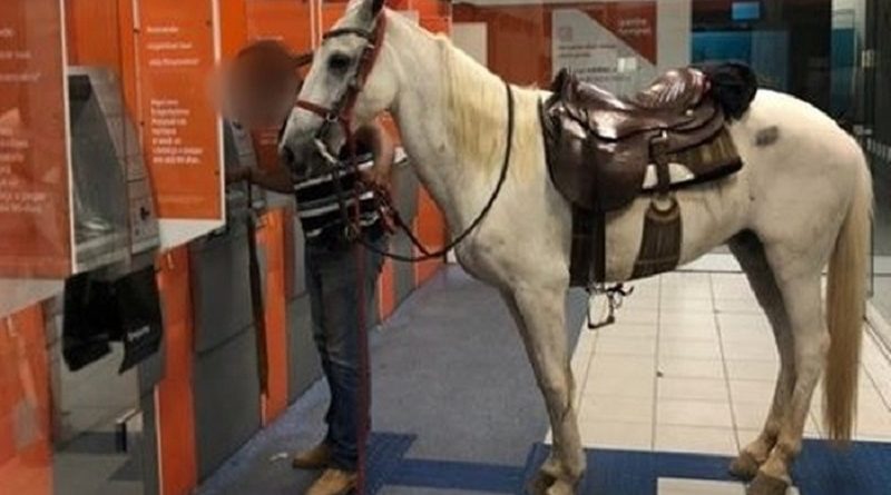 cavalo-em-agencia-bancaria