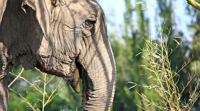 ramba-destaque-980x600