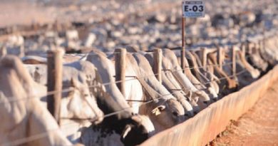 boi-confinamento-640x440