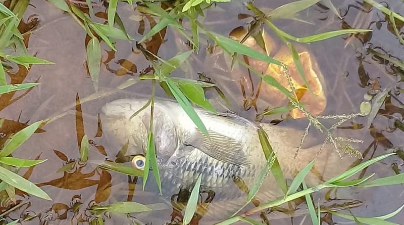 whatsapp-image-2019-11-25-at-07.27.50-1-