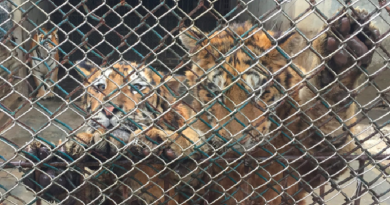 Screen+Shot+2019-11-22+at+07.57.36