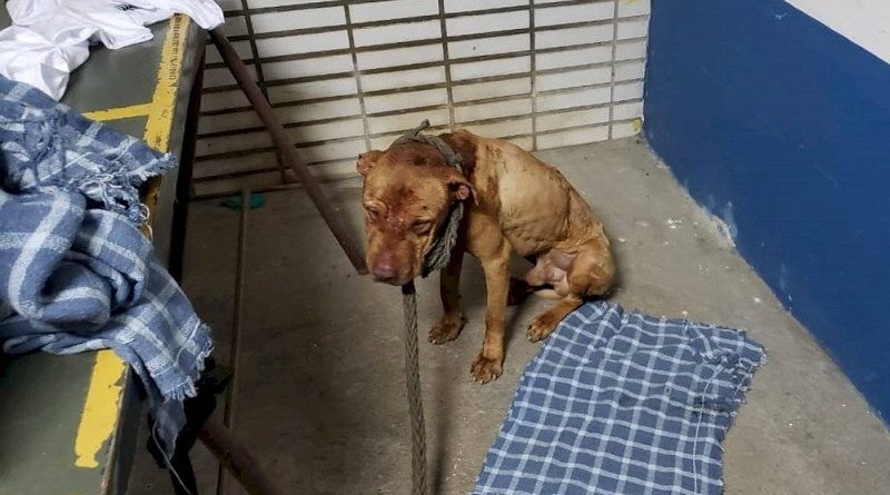 Rinha de cães: cachorro resgatado com ferimentos / Divulgação/Polícia Civil de SP