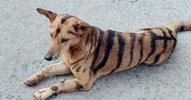 xblog-dog-tiger-india-jpg-pagespeed-ic-KazGXXSdf4