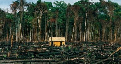 Desmatamento-na-Amazônia