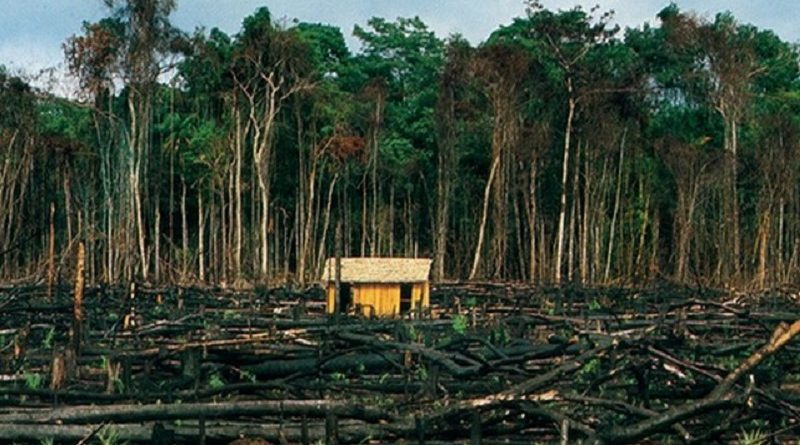 Desmatamento-na-Amazônia
