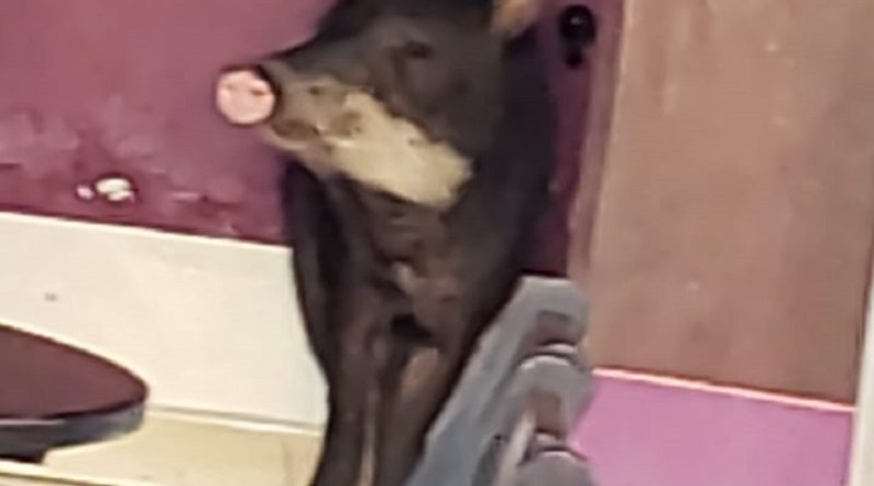 6e119d9d-af57-4131-a322-bc43d9154ae8