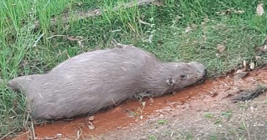 CAPIVARA