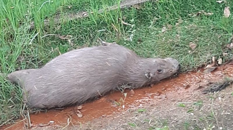 CAPIVARA