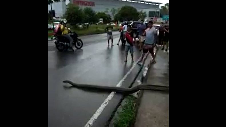 cobra_sucuri_avenida_manaus_reproducao_00205004_0_202005241224