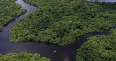 floresta_amazonica-8696707