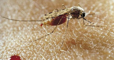 malaria