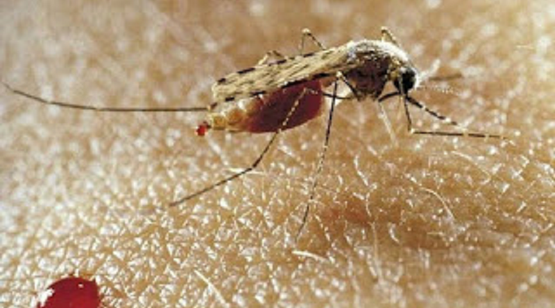 malaria