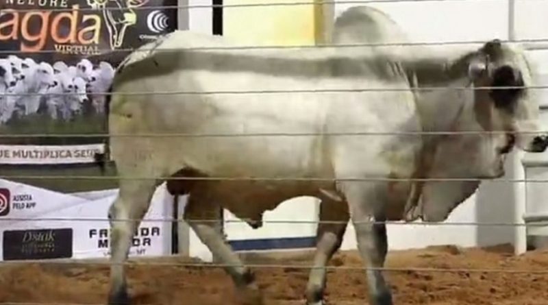 portaldbo-neloremagda