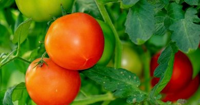 tomatoes-3702925_1920
