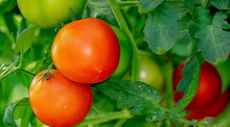 tomatoes-3702925_1920