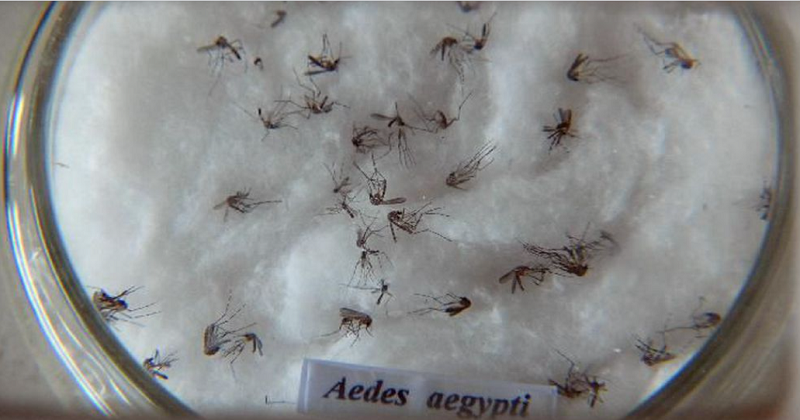 aedes aegypti