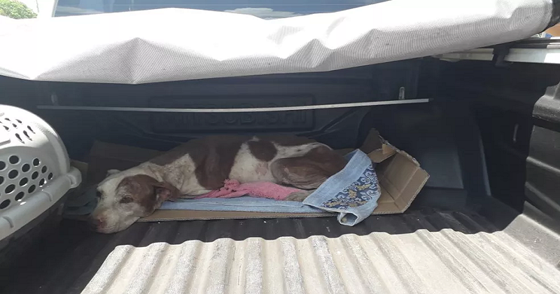 cao sofre maus trato