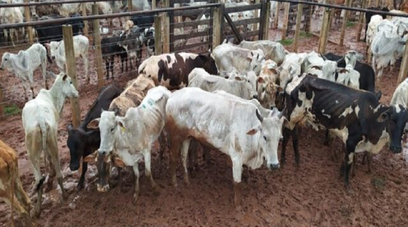 Foto: Polícia Civil MS/Divulgação