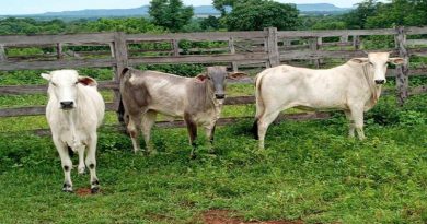 Foto: Polícia Militar de Mato Grosso do Sul