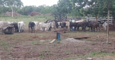 gado-roubado-1-640x432