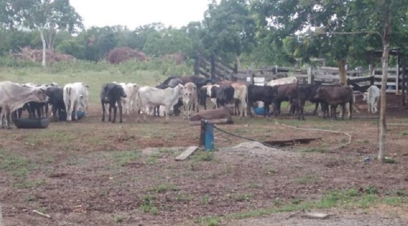 gado-roubado-1-640x432