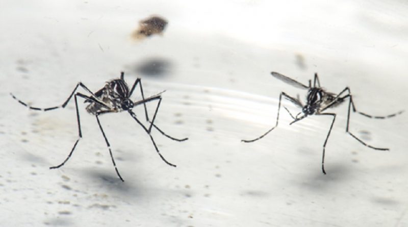 Macho e fêmea do mosquito Aedes aegypti no Laboratório de Mosquitos Transmissores de Hematozoários