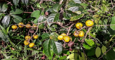 guarana