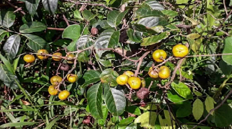 guarana
