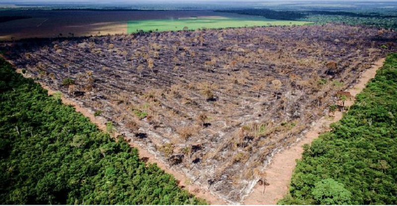 desmatamento
