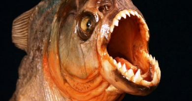piranha