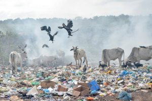 Animais disputam o lixo com os catadoresJoão Paulo Guimarães/Especial para o Metrópoles