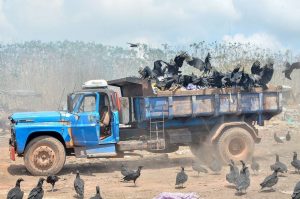 Animais disputam o lixo com os catadoresJoão Paulo Guimarães/Especial para o Metrópoles