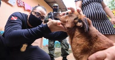 animal-resgatado-dog