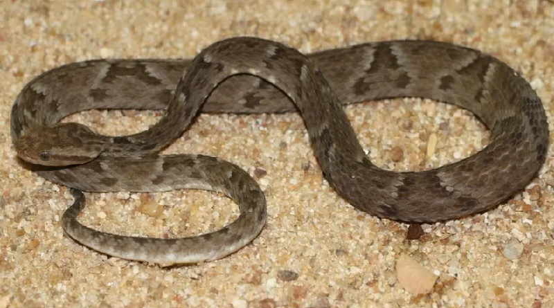 Surucucu-pico-de-jaca, apontada pelo Butantan como a maior serpente peçonhenta das Américas Foto: Ibama/Divulgação