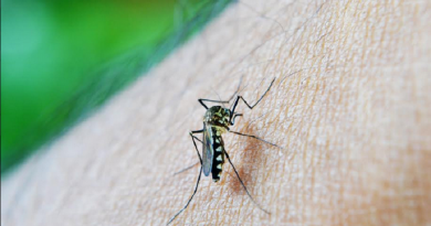 dengue