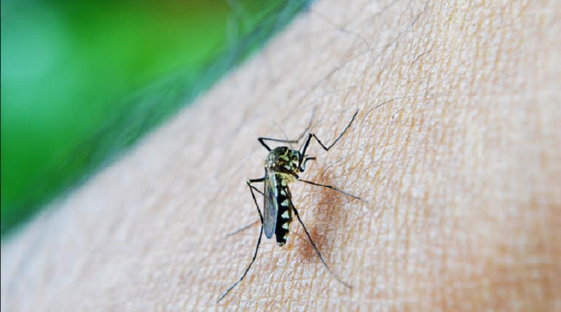 dengue