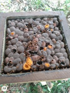 Colmeia na comunidade do Alema- MRN