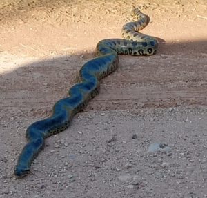 Minha Visita de hoje. Um dia, capivaras outro Jacaré hoje Sucuri. kkkkk