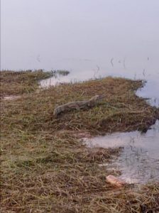 Este  Jacaré é filhote, esta sempre aí neste local, o outro o Sebastião sumiu não apareceu mais, não sei o que houve com ele, disse Ilse.