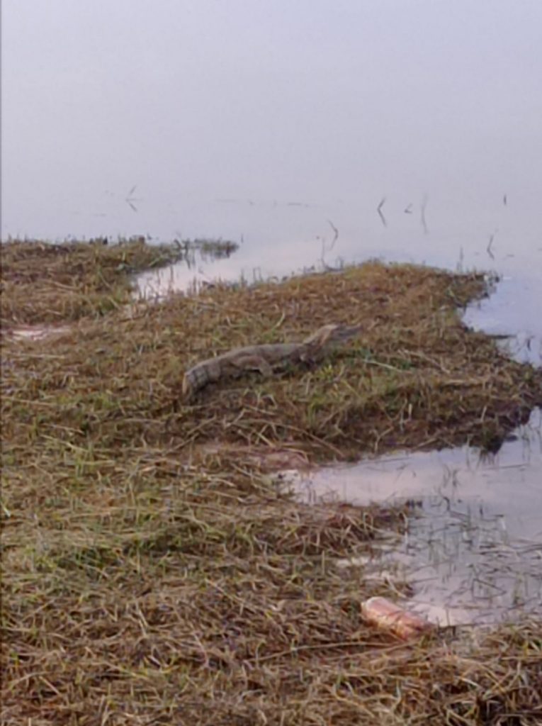 Este  Jacaré é filhote, esta sempre aí neste local, o outro o Sebastião sumiu não apareceu mais, não sei o que houve com ele, disse Ilse.